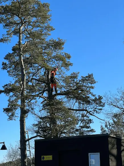 Beskärning Värmdö