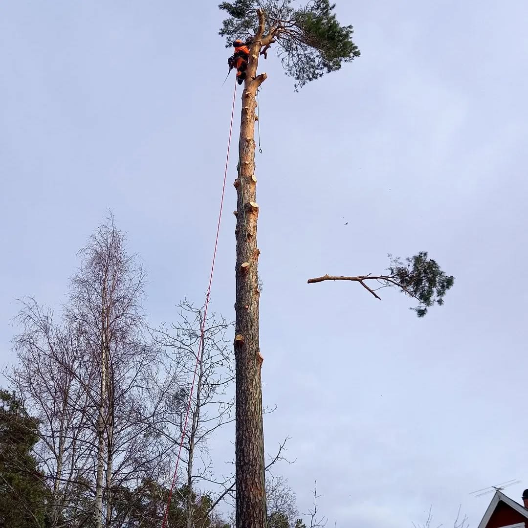 Tall trädfällning Värmdö