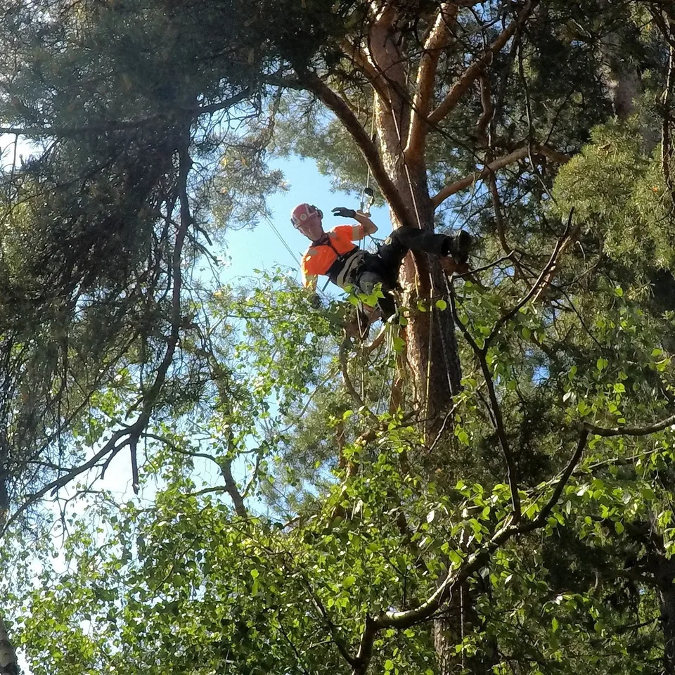 Arborist Värmdö