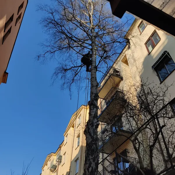 Trädfällning Värmdö