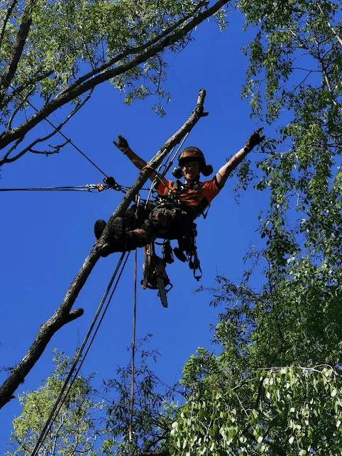 Avancerad trädfällning Värmdö