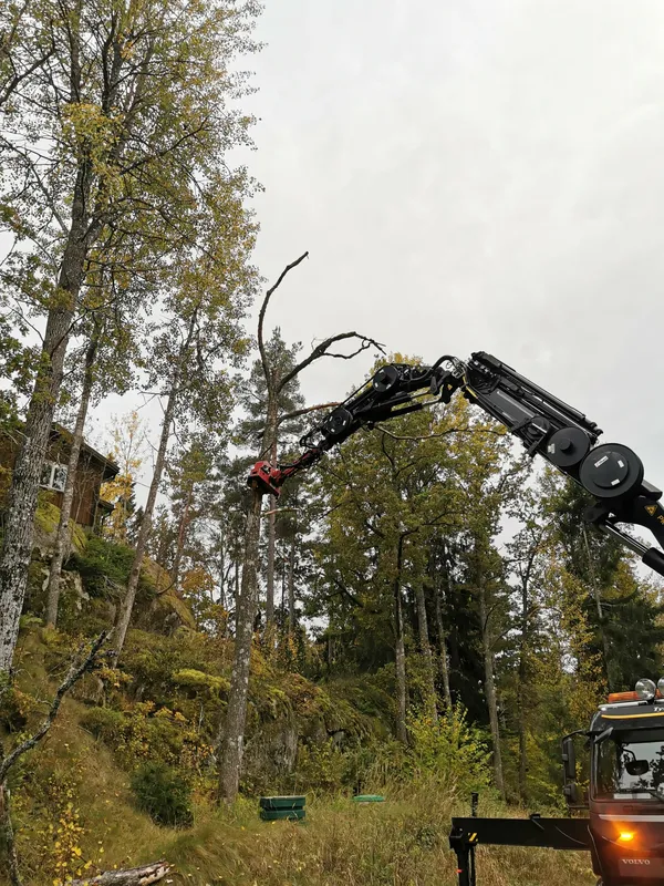 Arborist klättrar Värmdö