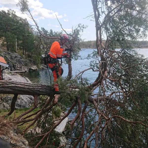 Markfällning Värmdö