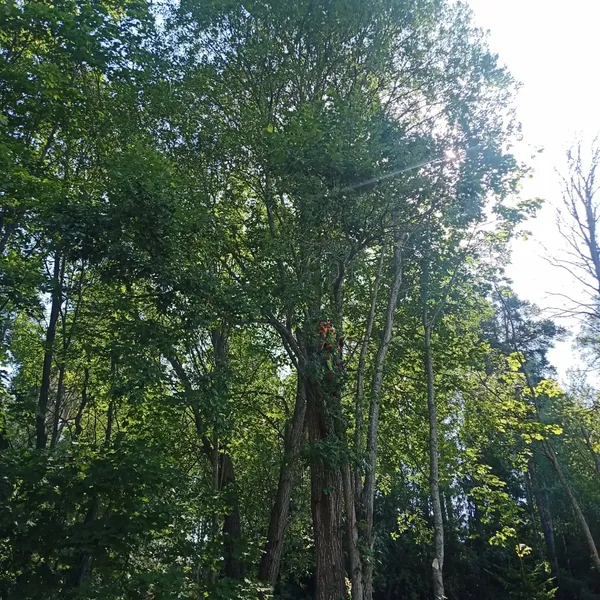 Flerstammig trädfällning Värmdö